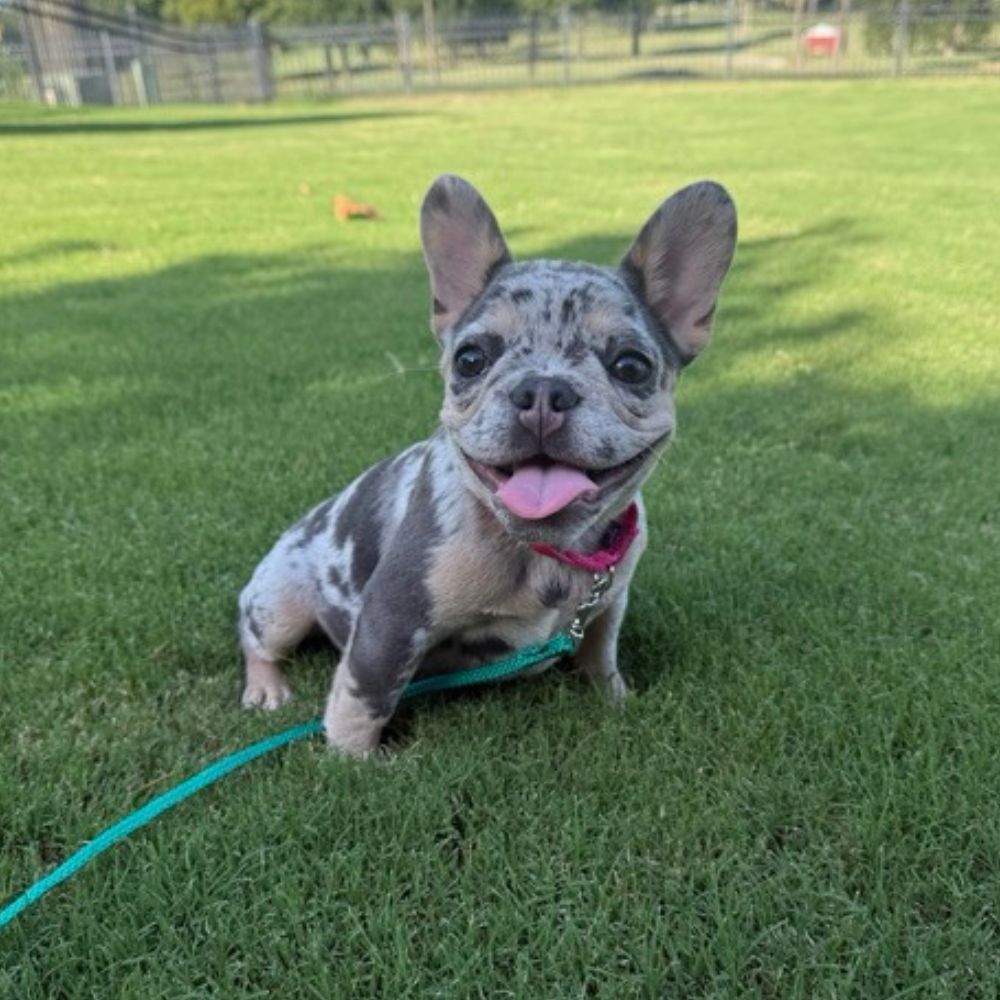 Puppy Board and Train in Tulsa client at the park