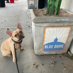 Dog Obedience Training Tulsa