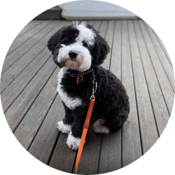 Dog Obedience Training Tulsa