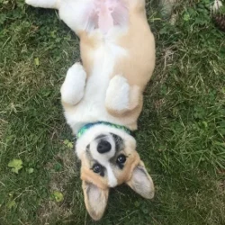 best-tulsa-puppy-training
