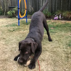dog-obedience-tulsa-labrador
