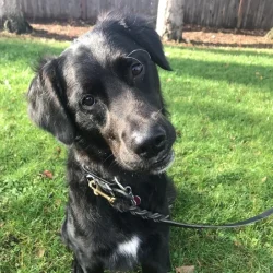 dog-trainer-tulsa (1)