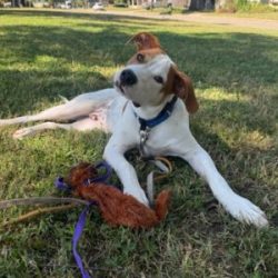 in-home dog training complete