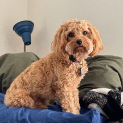in-home dog training essentials