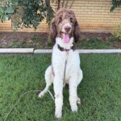 in-home dog training preferred