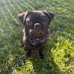 obedience dog training complete