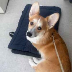 obedience dog training essentials