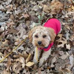 obedience dog training preferred