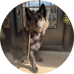In-Home Dog Training Tulsa