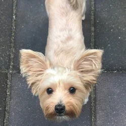 private-puppy-training-tulsa