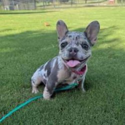 puppy dog training complete
