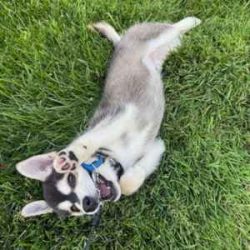 puppy dog training essentials