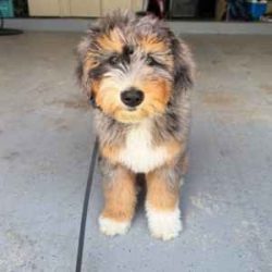 puppy training preferred