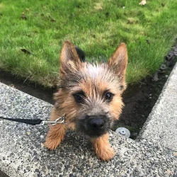 puppy-training-school