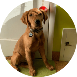 In-Home Puppy Training Tulsa