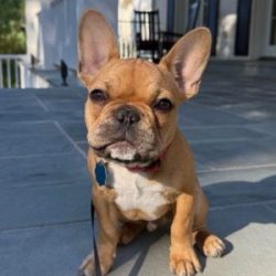 services hub puppy training