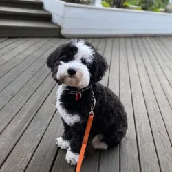 tulsa-puppy-training